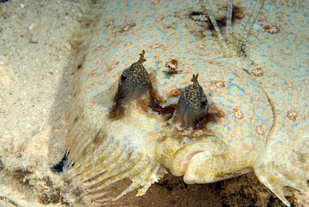 OddShaped Bottom Dwellers